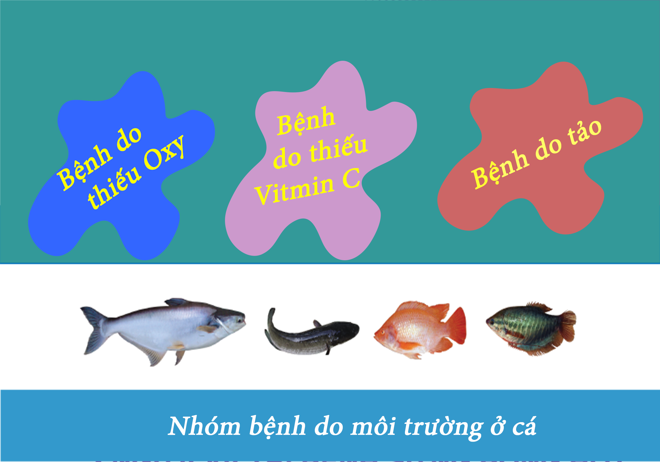 NHÓM BỆNH DO MÔI TRƯỜNG VÀ DINH DƯỠNG CHO CÁ NUÔI.